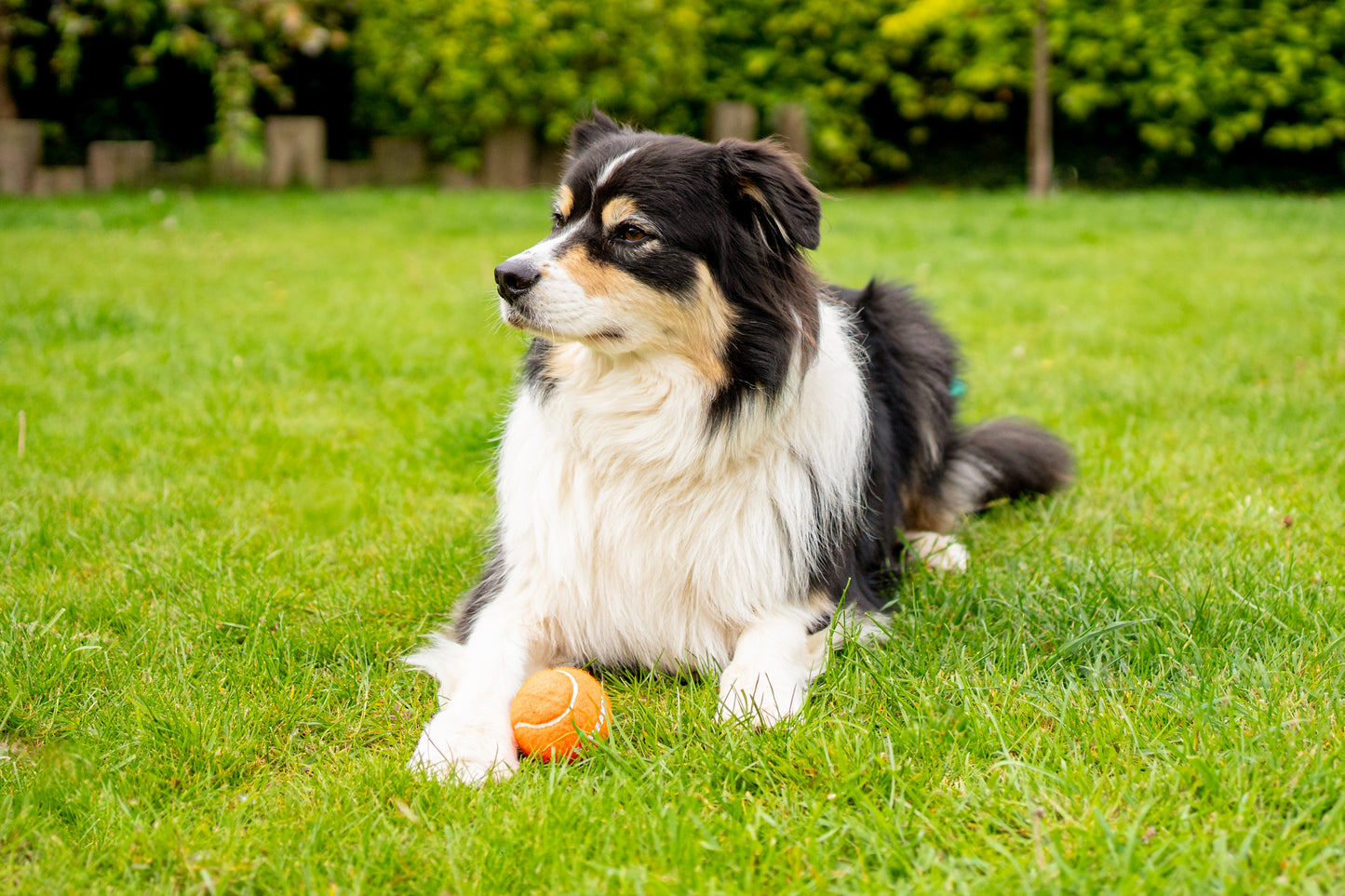 Teds Squeaky Pooch 6.5cm Tennis Balls - 3pk