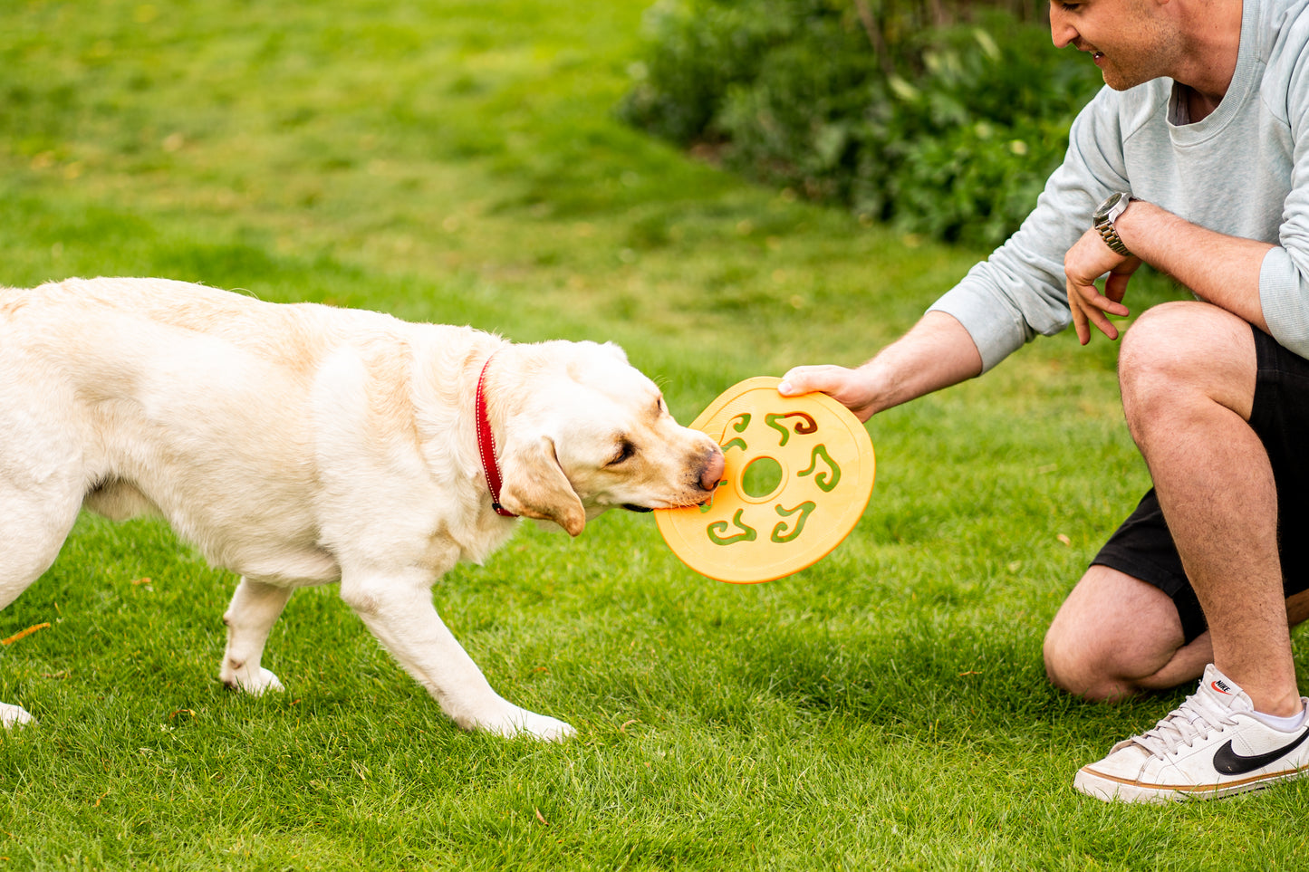 Teds Dog Spinner 25cm