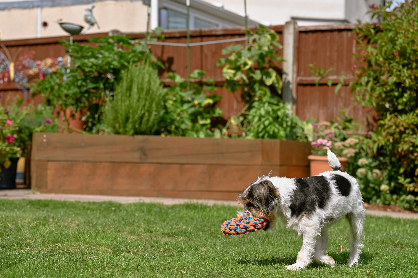 Teds Rope Donut 18cm