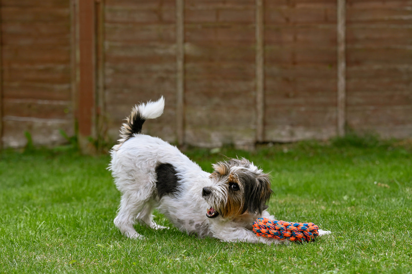Teds Rope Donut 18cm
