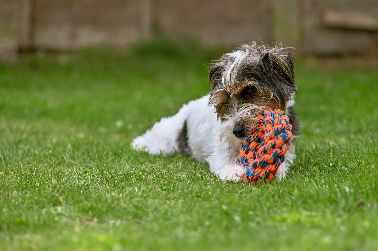 Teds Rope Donut 18cm