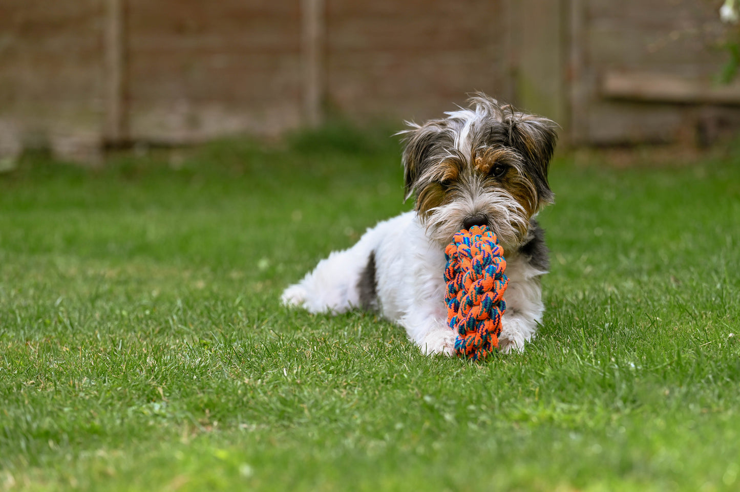 Teds Rope Donut 18cm