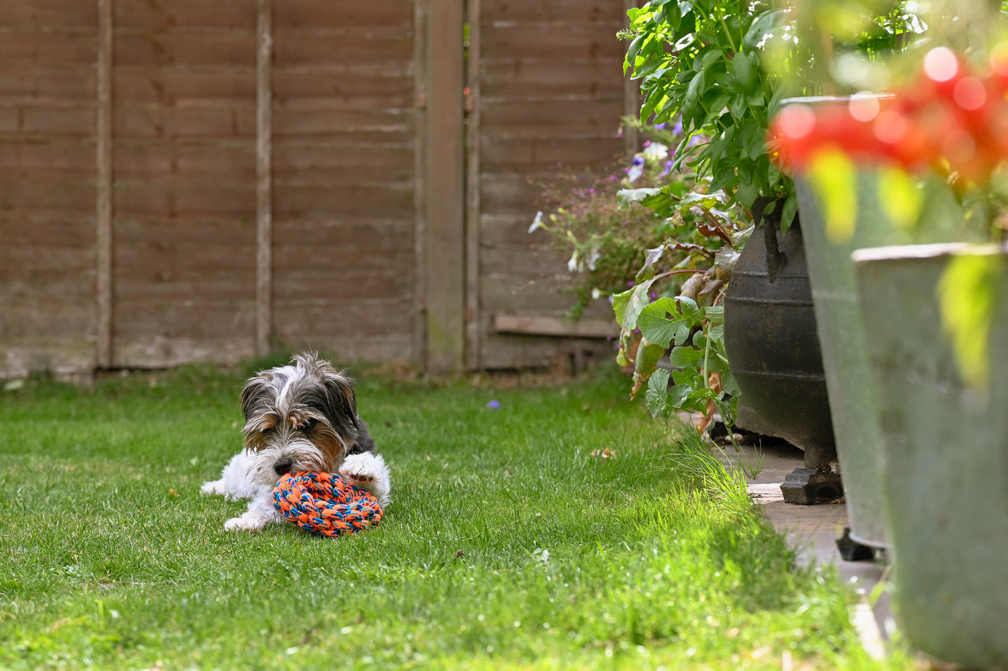 Teds Rope Donut 18cm