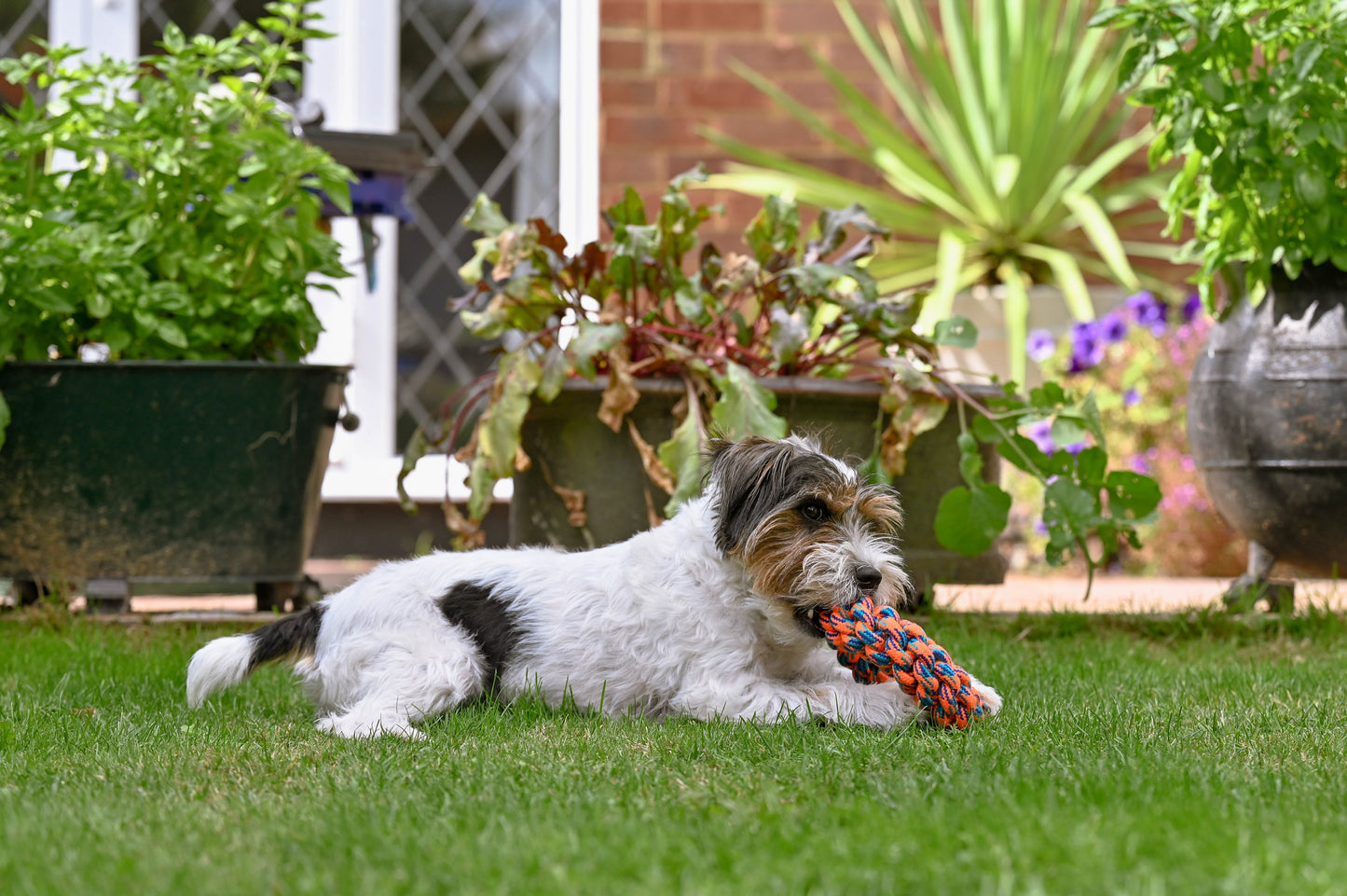 Teds Rope Donut 18cm