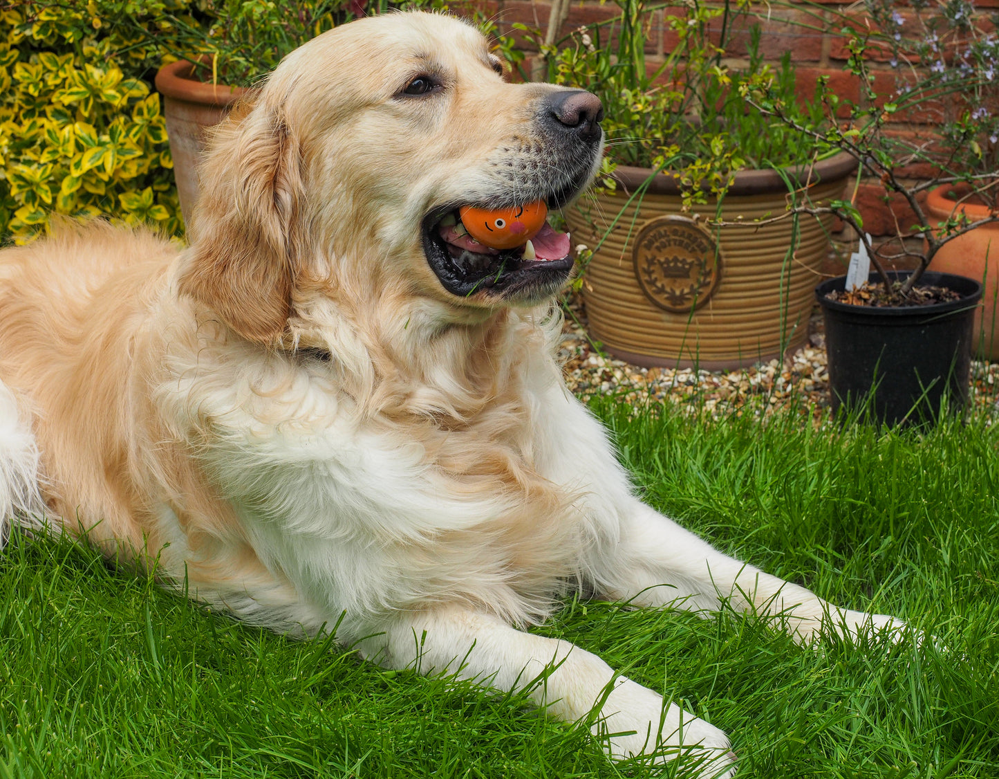 Teds Ultra Bounce Ball - 6cm